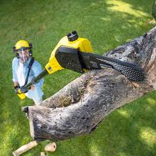 Best Tree Health Inspection  in Orange Grove, TX