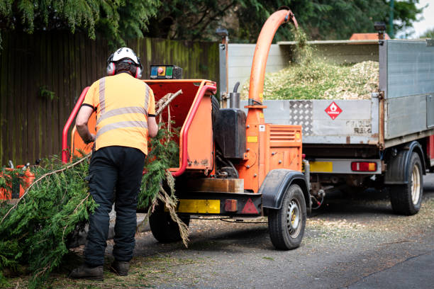Best Hazardous Tree Removal  in Orange Grove, TX
