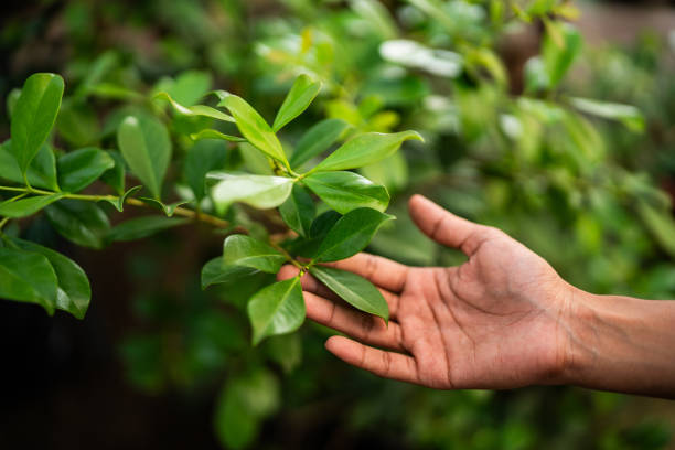 Best Root Management and Removal  in Orange Grove, TX