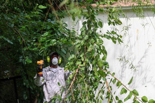 Best Pest Control for Lawns  in Orange Grove, TX