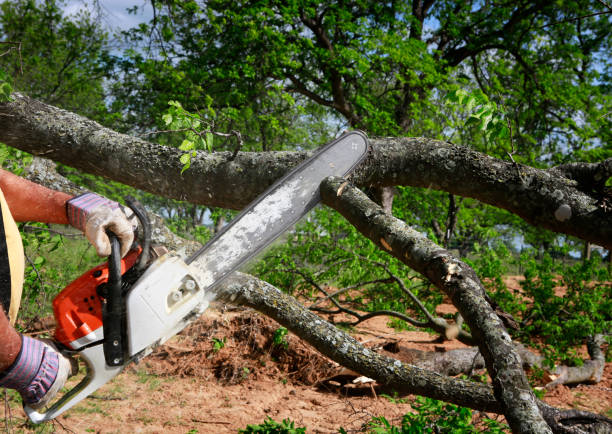 Best Fruit Tree Pruning  in Orange Grove, TX